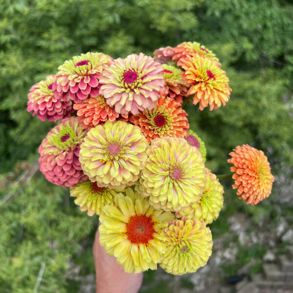 queeny zinnia mix