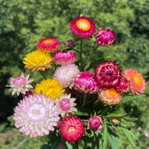 strawflower mix