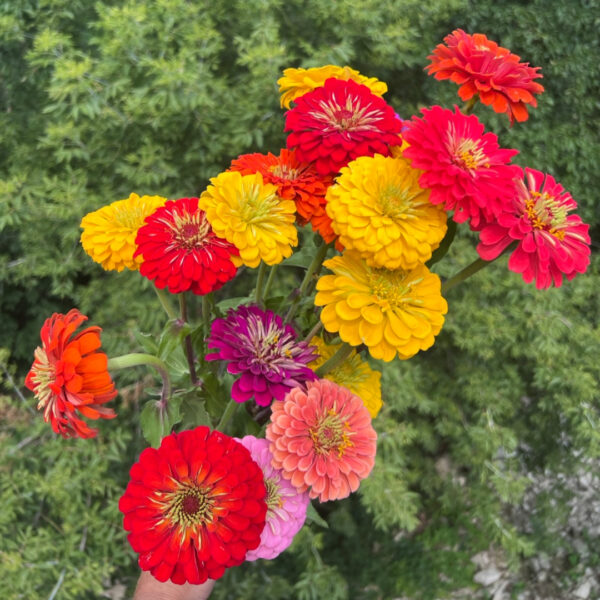 giant zinnias