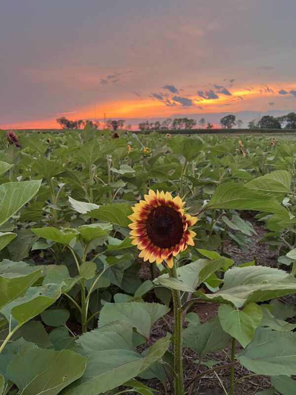 Iowa sunset on the flower farm