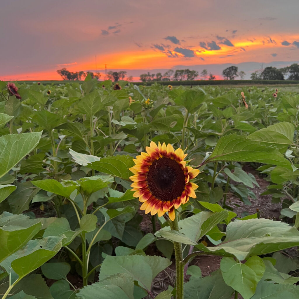 Sunflower and sunset