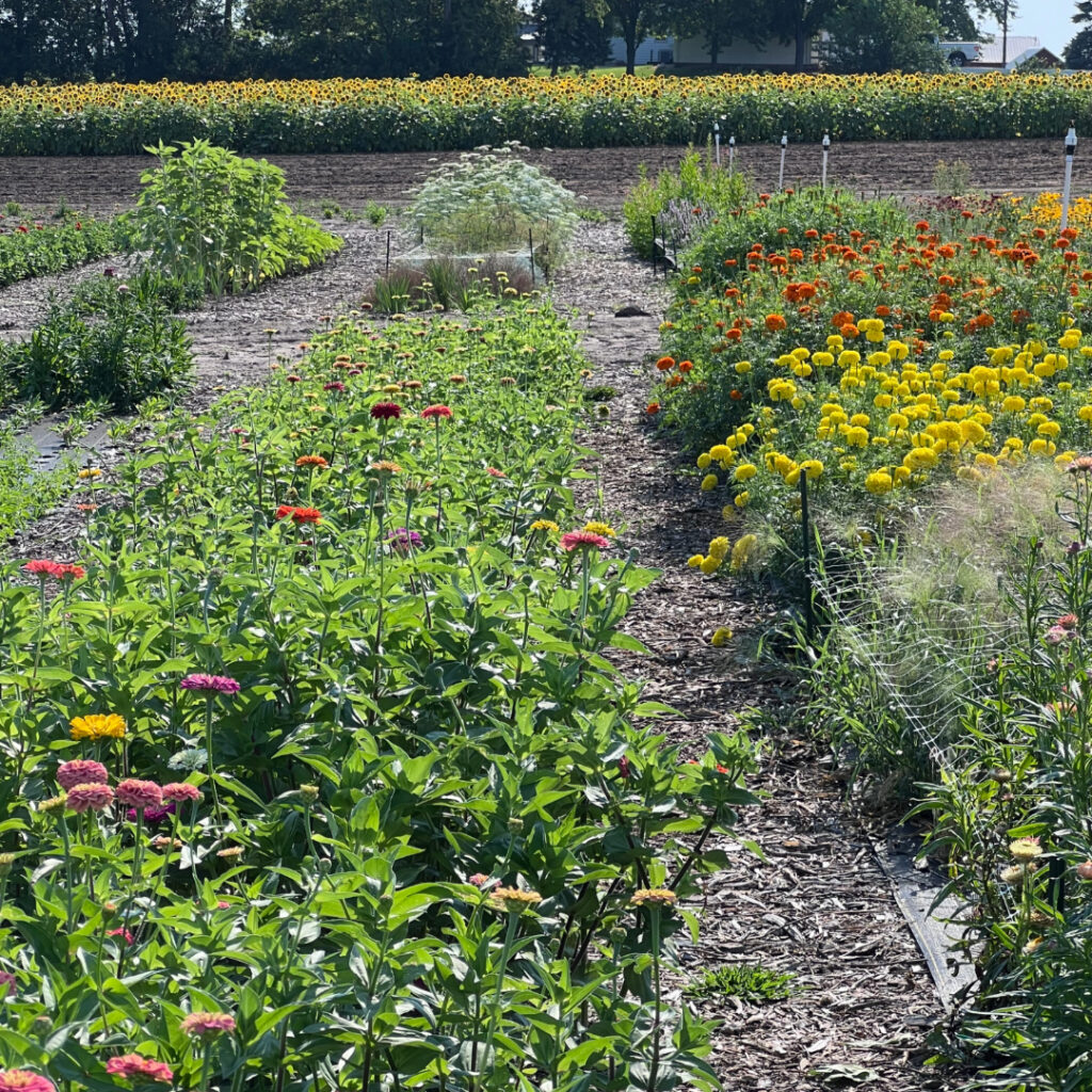 u-cut flower fields and beds