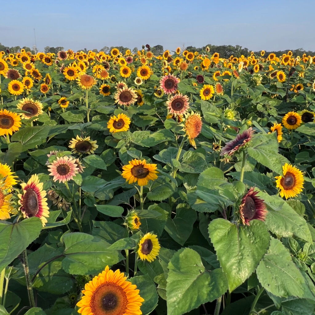field of multi-colored sunflowers